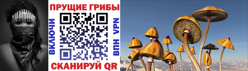 Галлюциногенные грибы прущие грибы  Купить где  Дубовка 